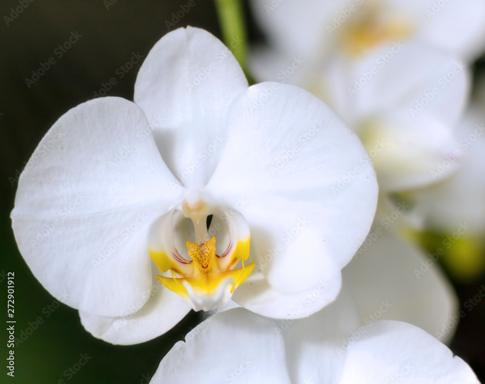 Obraz premium Szczegóły na białej tropikalnej kwitnącej orchidei wiosną w tropikalnej szklarni. Orchidaceae w rozkwicie.