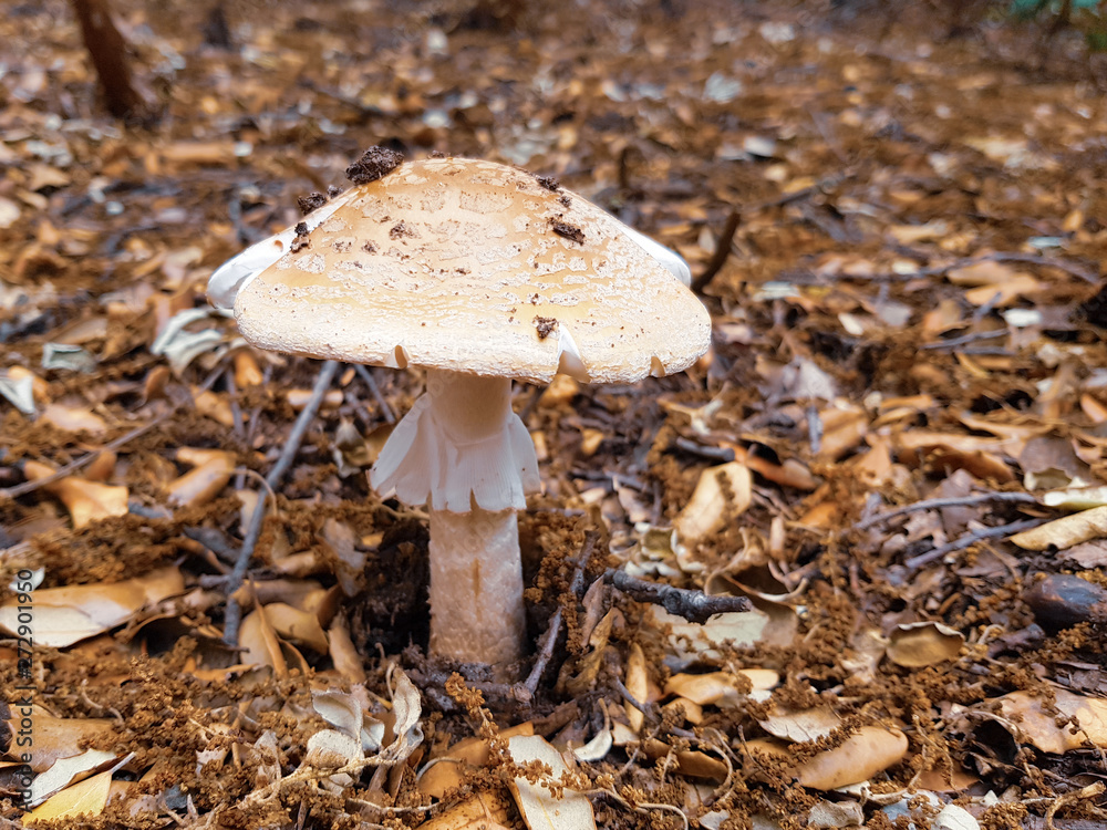 Amanita mushroom in the field growing between the leaves and branches of the soil. Amanita mushroom in the field growing between the leaves and branches of the soil.