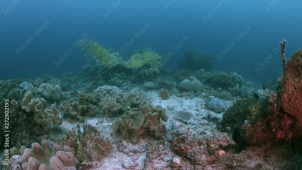 Tasselled Wobbegong and a school of Bluestriped Snappers on a coral reef. Central Raja Ampat dive site Anchor Mistake 4k footage Tasselled Wobbegong and a school of Bluestriped Snappers on a coral reef. Central Raja Ampat dive site Anchor Mistake 4k footage