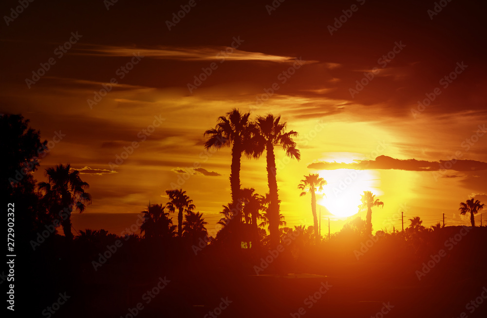 Palm tree silhouette on a background of tropical sunset