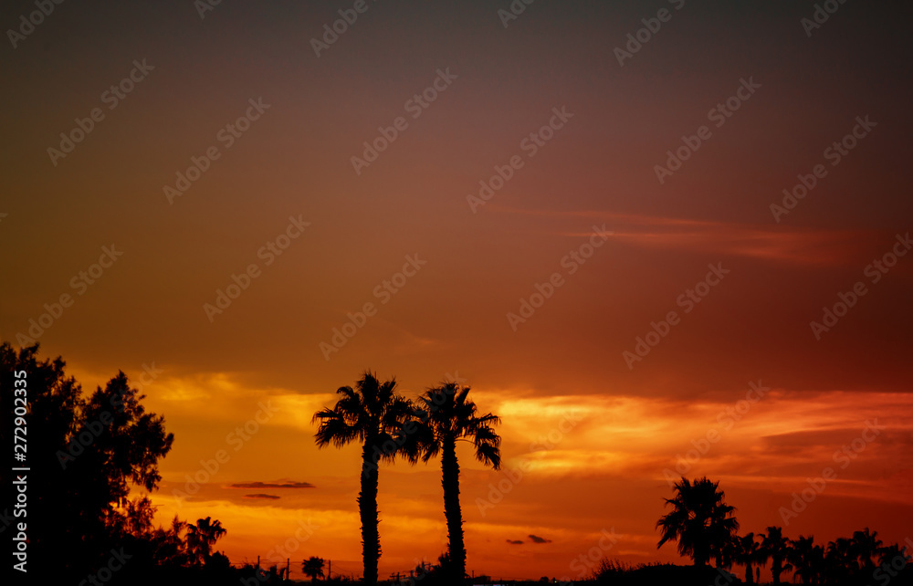 Silhouettes of palm trees against a tropical sunset.