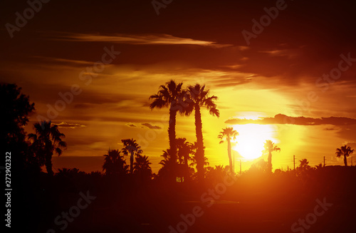 Palm tree silhouette on a background of tropical sunset