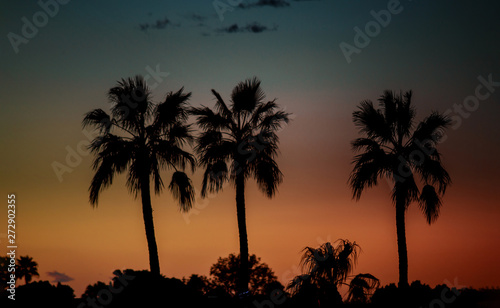 Silhouette of palm trees at sunset,