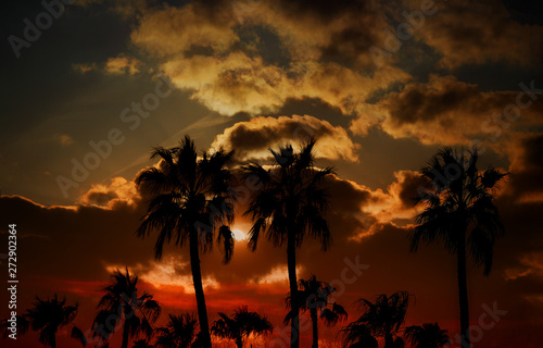Silhouette palm trees on sunset
