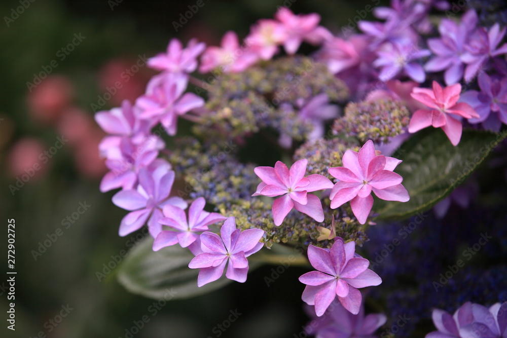 紫陽花の可愛い星型の装飾花 紫陽花の可愛い星型の装飾花