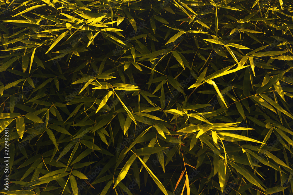 Bamboo leaves,Natural background and wallpaper with color toned.