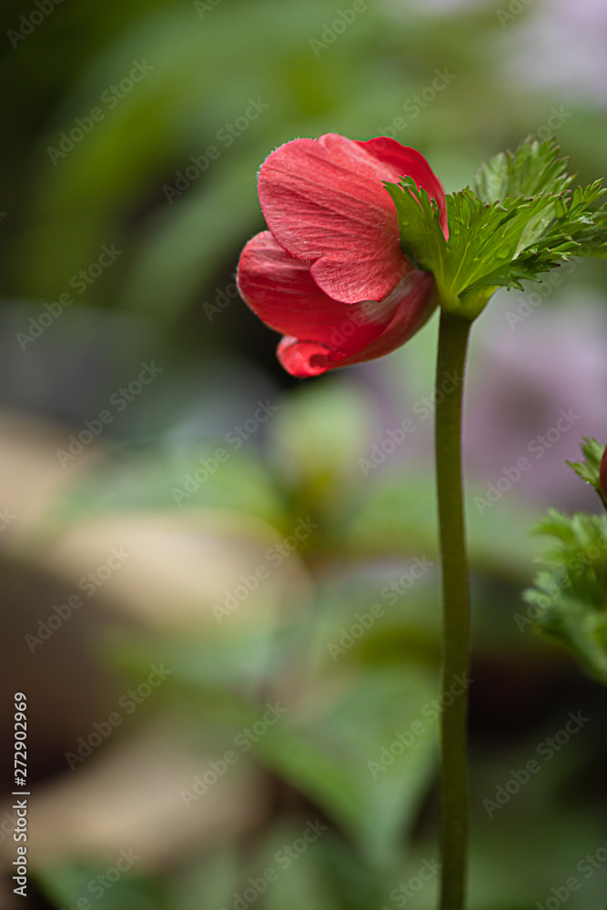 single red tall anemone blooming in garden during early spring day