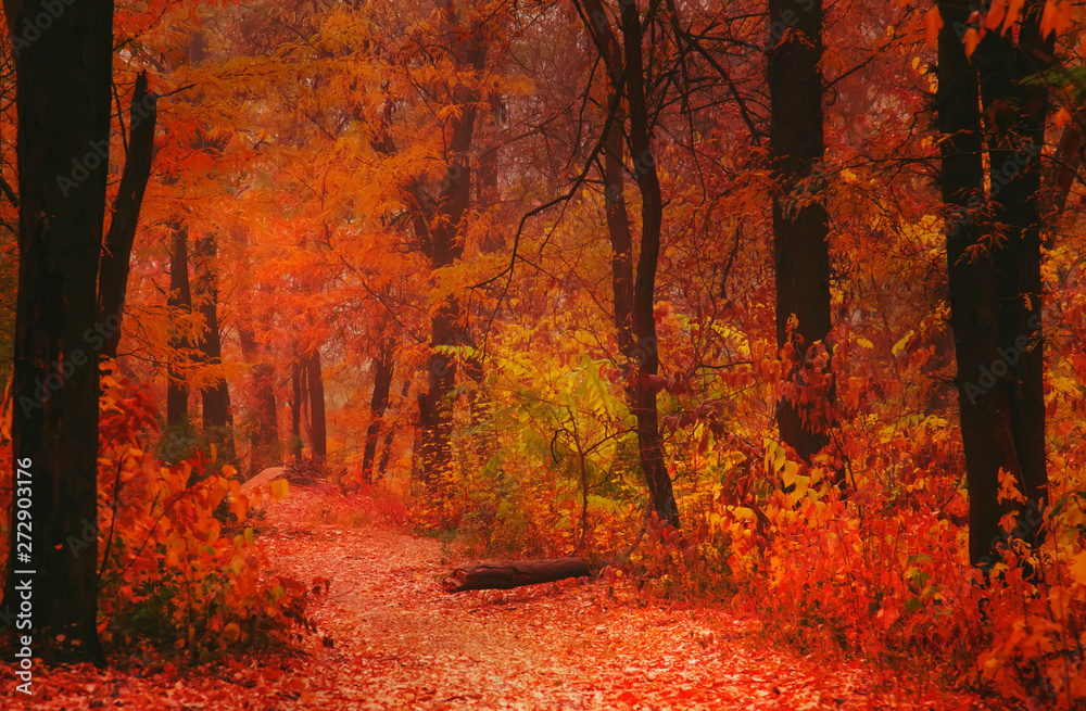 Autumn landscape, cloudy rainy foggy day in the park, selective focus