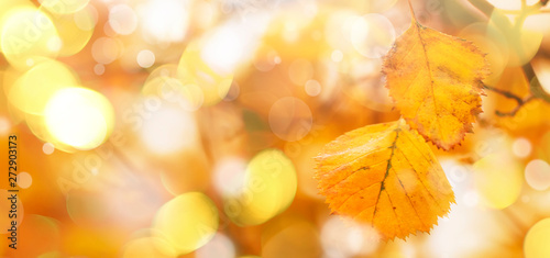 Autumn natural background with yellow leaves  fall bright landscape  banner  place for text