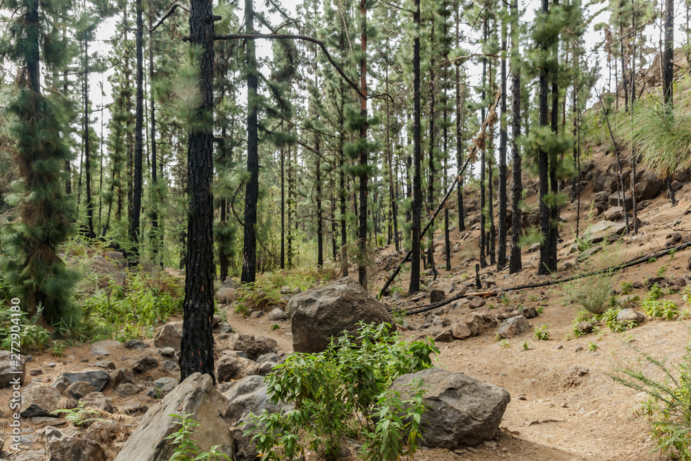 Stony path at upland surrounded by pine trees at sunny day. Clear lue sky and some clouds along the horizon line. Rocky tracking road in dry mountain area with needle leaf woods. Canary Islands travel Stony path at upland surrounded by pine trees at sunny day. Clear lue sky and some clouds along the horizon line. Rocky tracking road in dry mountain area with needle leaf woods. Canary Islands travel