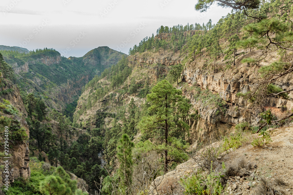 Stony path at upland surrounded by pine trees at sunny day. Clear lue sky and some clouds along the horizon line. Rocky tracking road in dry mountain area with needle leaf woods. Canary Islands travel Stony path at upland surrounded by pine trees at sunny day. Clear lue sky and some clouds along the horizon line. Rocky tracking road in dry mountain area with needle leaf woods. Canary Islands travel
