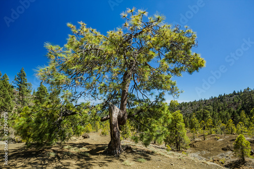 Huge twisted pine tree jn the stony path at upland surrounded by pine trees at sunny day. Clear lue sky. Rocky tracking road in dry mountain area with needle leaf woods. Tenerife