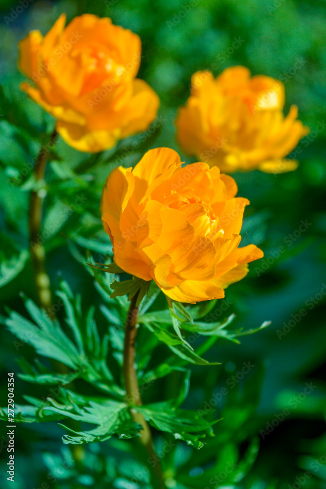 Blooming orange meadow flower in the garden Blooming orange meadow flower in the garden