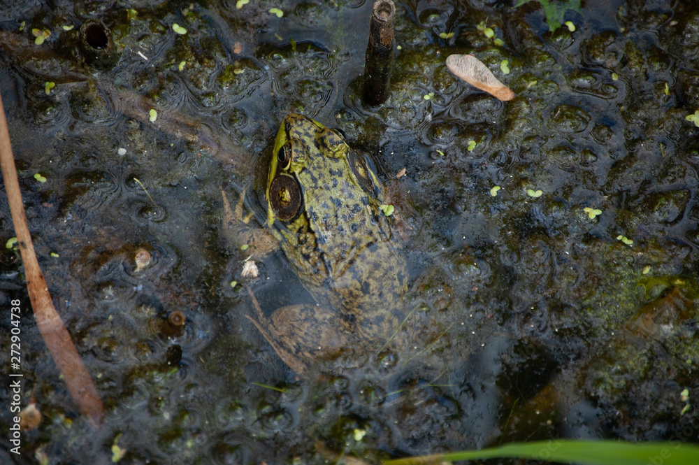 frog in pond frog in pond