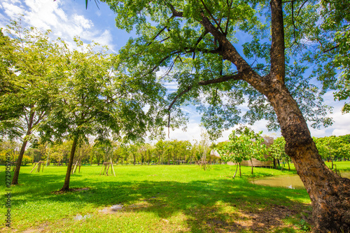 Idyllic nature green meadow with tree in city public park