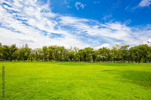 Idyllic nature green meadow with tree in city public park