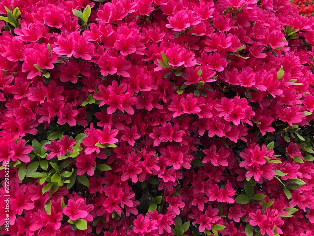 background of flowers background of flowers