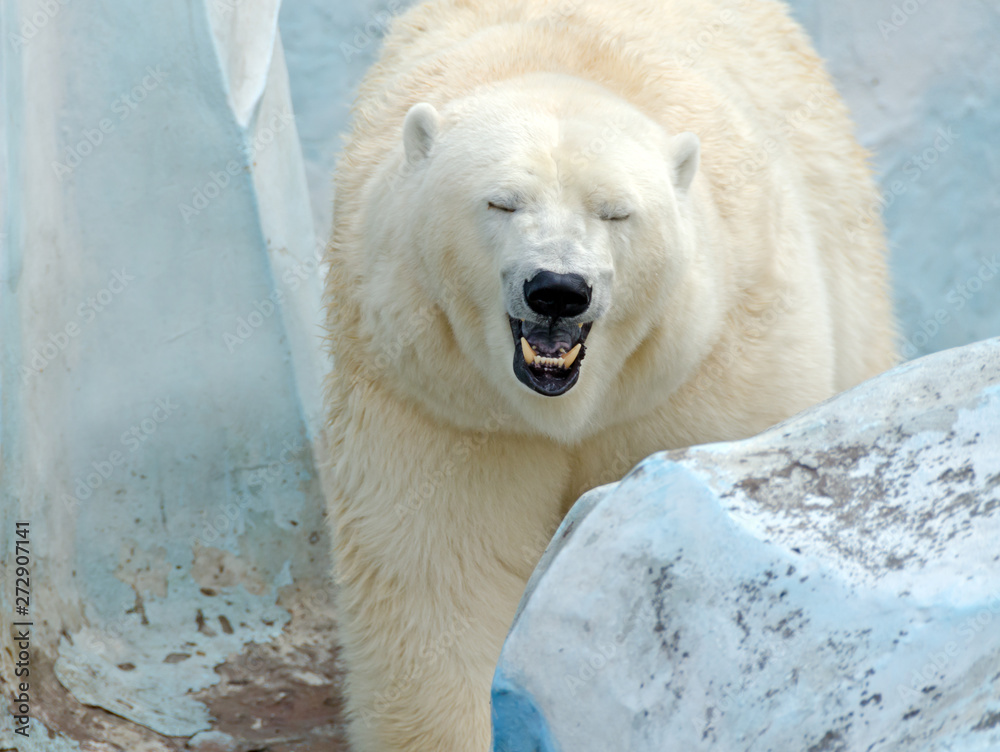 White polar bear