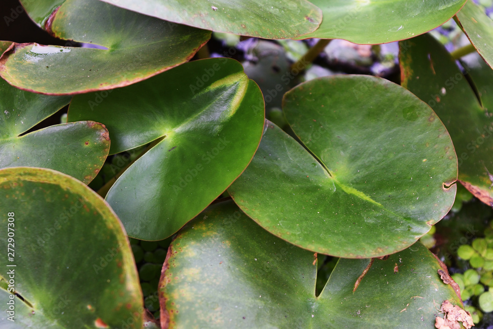 The bush leaves shape the green circle of the lotus tree, Leaf of