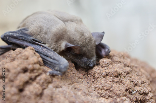 Lesser Asiatic Yellow House Bat (Scotophilus kuhlii) resting on rock, Animals mammals that can fly and has brown hair © anant_kaset