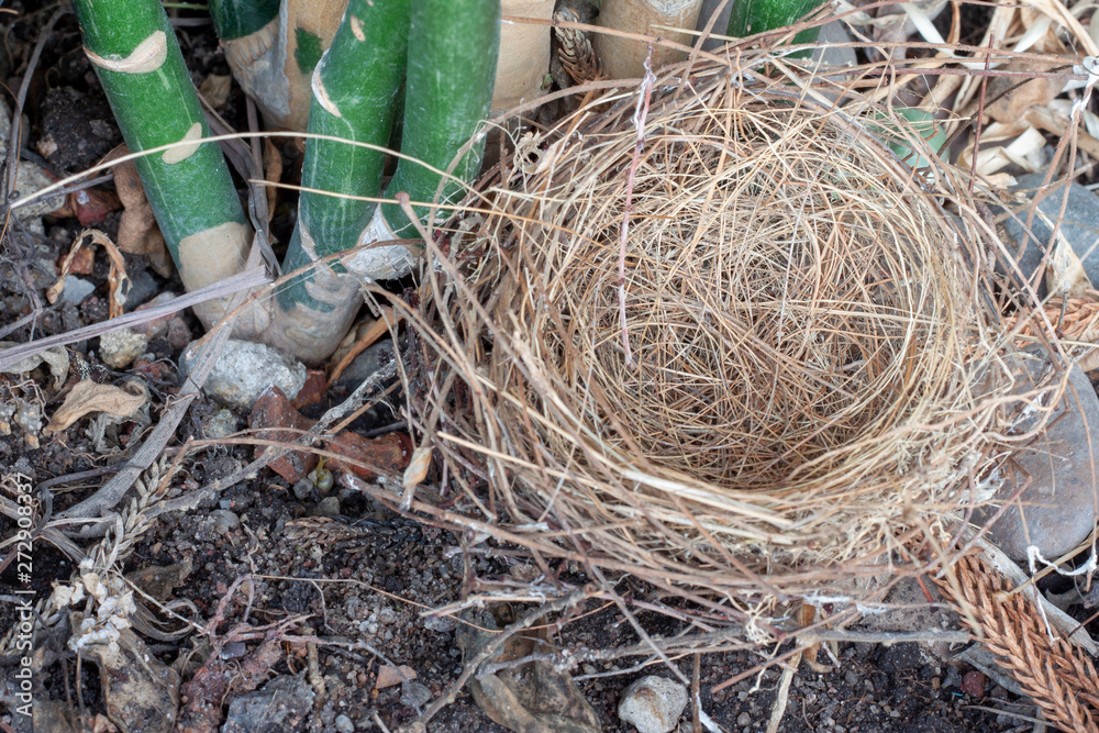 The bird's nest that falls at the under of the tree.