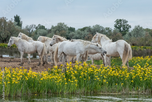 White Camargue horses in southern France