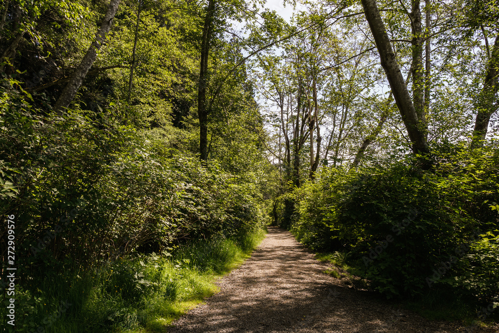 easy hiking trail in the park near Killarney Lake Bowen island british columbia.