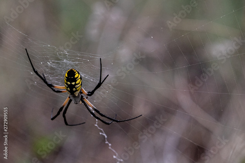 Texas Barn Spider in Her Web
