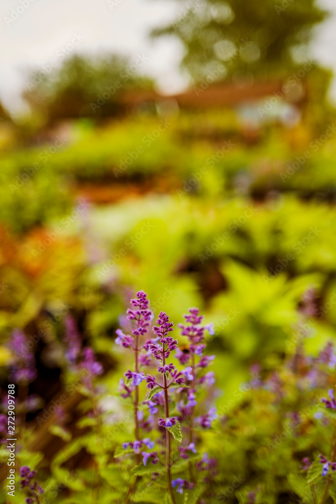 Obraz premium garden centre with very shallow depth of field