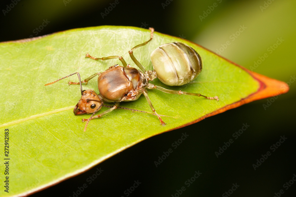 fly on leafBig ant on leaf fly on leafBig ant on leaf