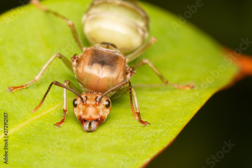 Big ant on leaf © Sanya