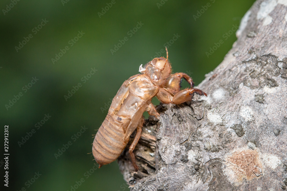 Insect cicada on tree Insect cicada on tree