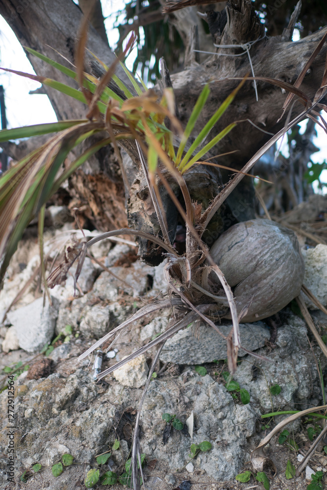 Obraz premium A sprout of a coconut tree