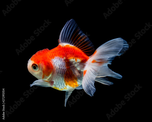 goldfish isolated on a dark black background