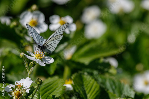 Photography Butterfly aporia Crataegi on the flower.1