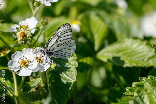 Papier peint Butterfly aporia Crataegi on the flower.3