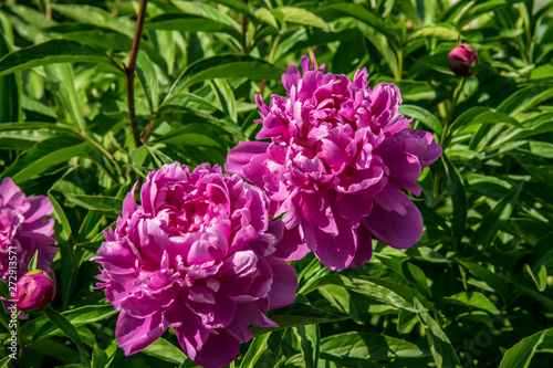 bouquet of pink flowers