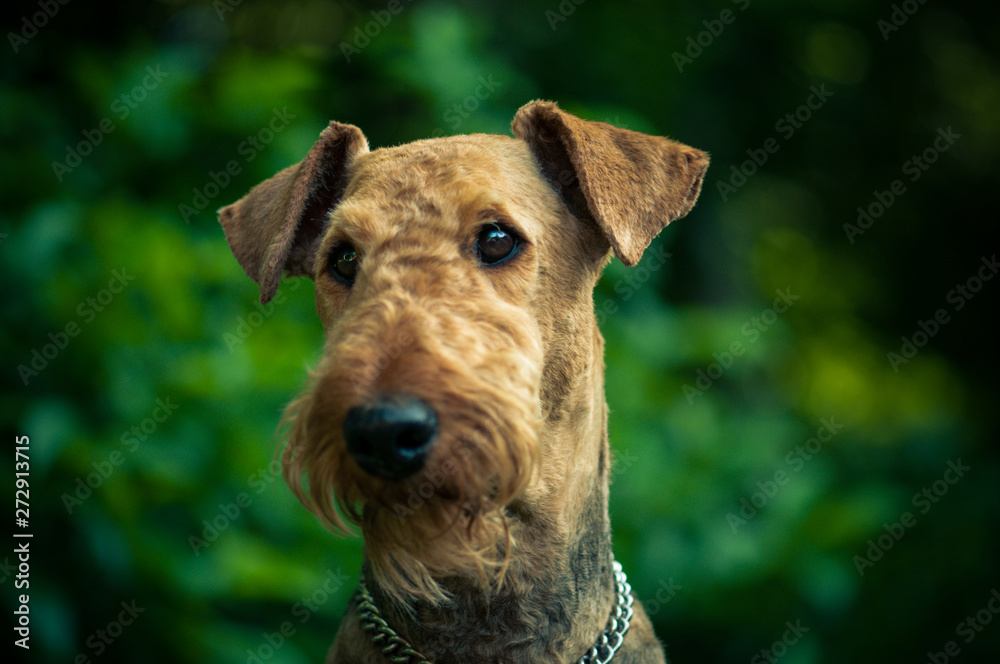 A beautiful portrait of Airedal Terrier head on a meadow in front of a forest with a dog's collar A beautiful portrait of Airedal Terrier head on a meadow in front of a forest with a dog's collar