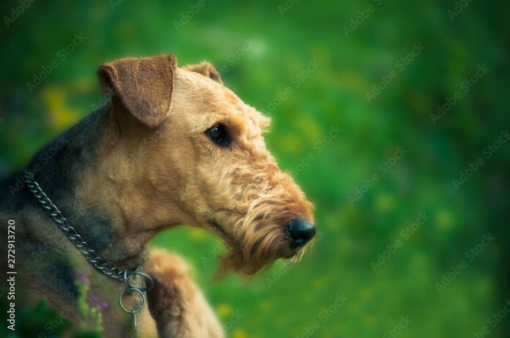 A beautiful portrait of Airedal Terrier head on a meadow in front of a forest with a dog's collar A beautiful portrait of Airedal Terrier head on a meadow in front of a forest with a dog's collar