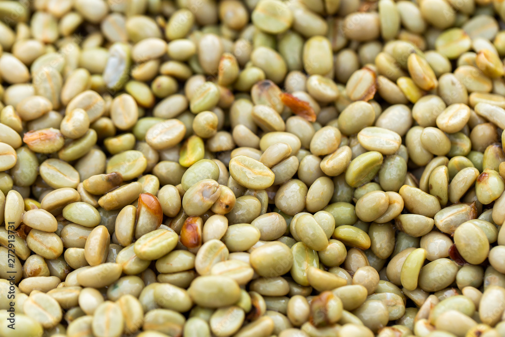 Fresh Arabica coffee berries . Organic coffee farm Fresh Arabica coffee berries . Organic coffee farm