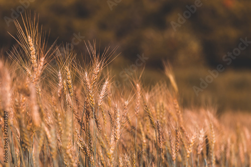 beautiful Barley Field in Sunset