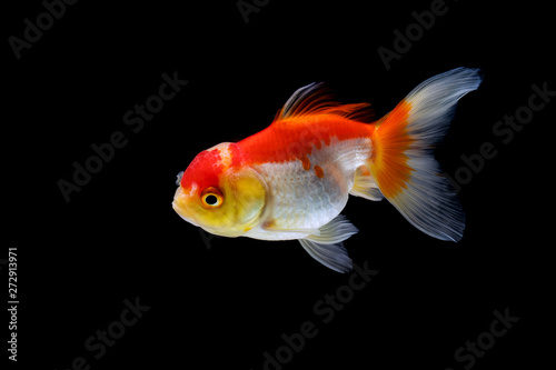 goldfish isolated on a dark black background © freedom_naruk