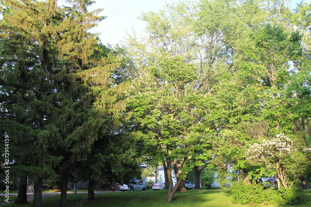 City Trees