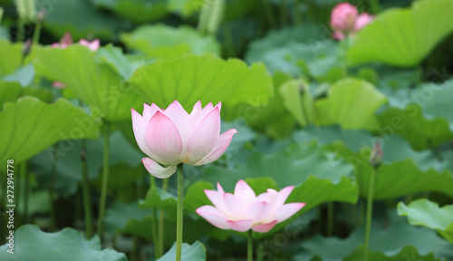 Beautiful pink lotus flower with green leaves in pond