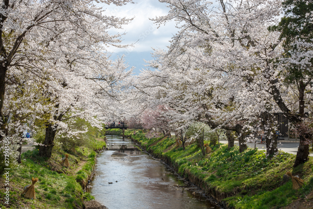 Full bloom of Cherry blossom tree along river Full bloom of Cherry blossom tree along river