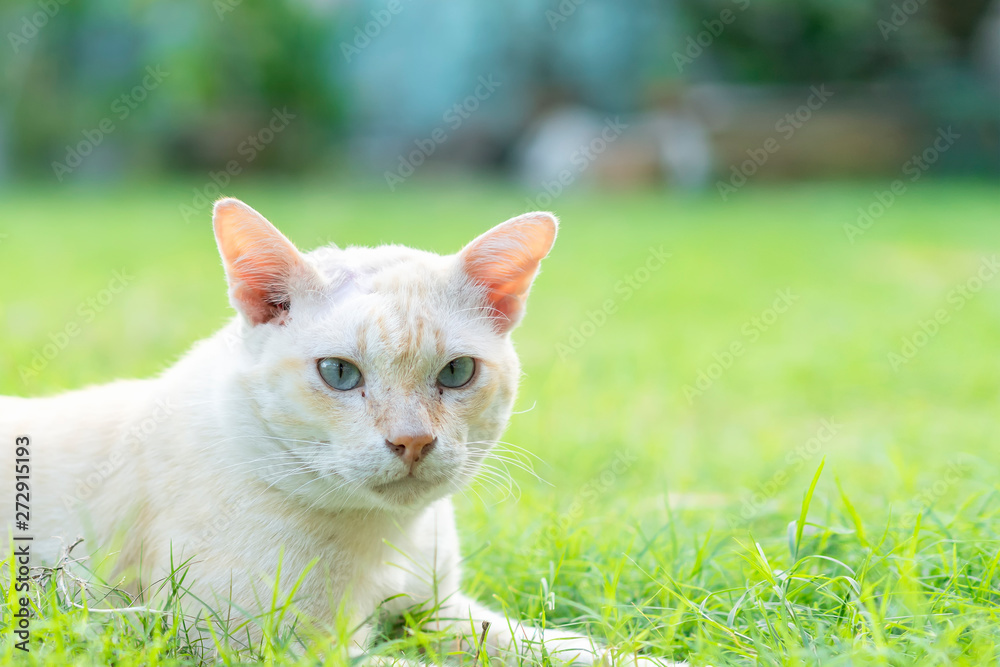 Close up  beautiful and good health smart white young cat squat on the green lawn in bright day