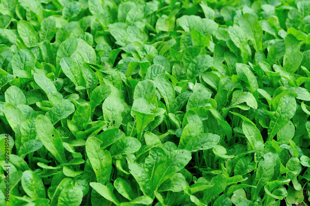 Green fresh leafy vegetables in growth at garden Green fresh leafy vegetables in growth at garden