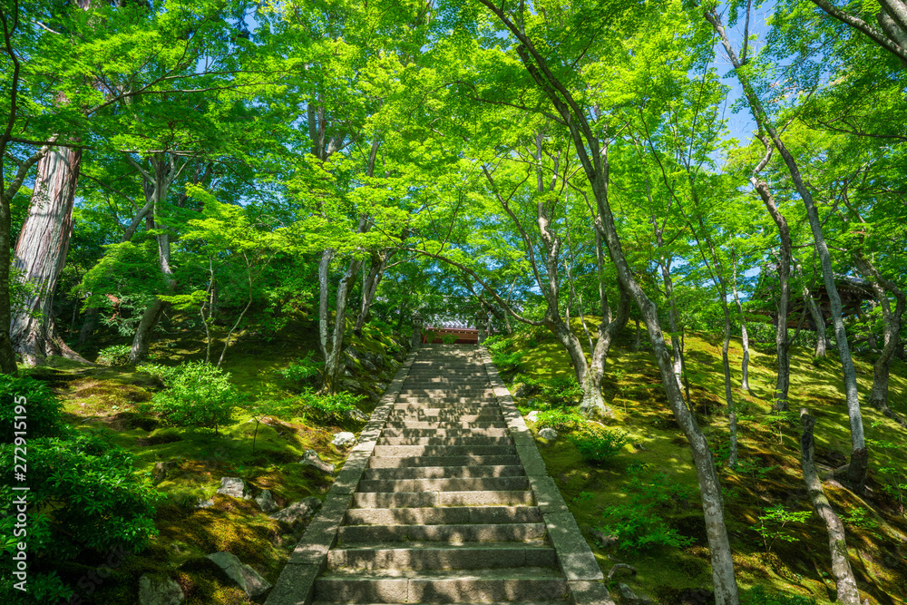 京都 常寂光寺の新緑 京都 常寂光寺の新緑