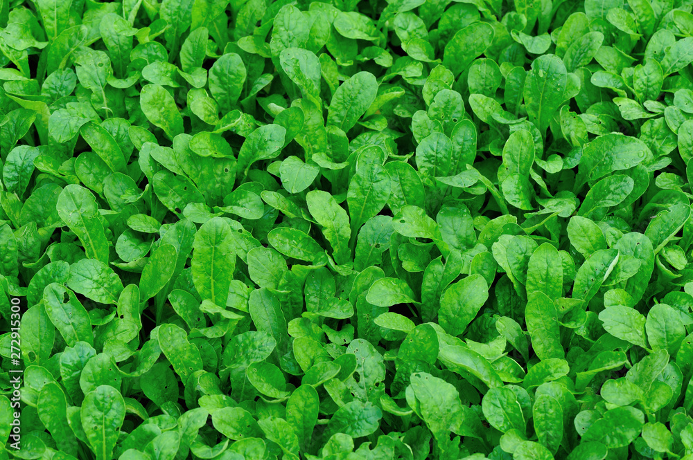 Green fresh leafy vegetables in growth at garden Green fresh leafy vegetables in growth at garden