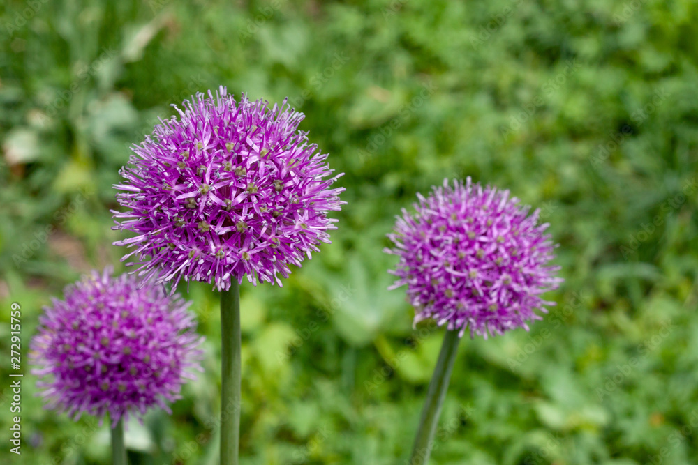 Beautiful flowers of decorative lilac onion. Latin name Allium Beautiful flowers of decorative lilac onion. Latin name Allium